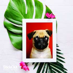 Poster Pug Vermelho
